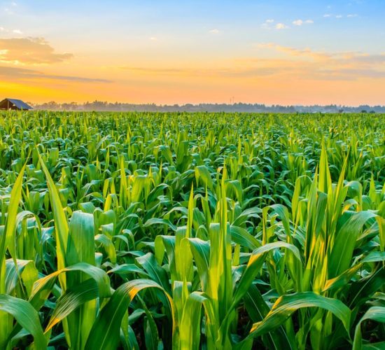 61160-8sbe5pbpfw 61160-8sbe5pbpfw