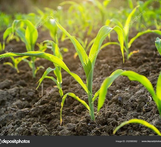 Young corn plants Young corn plants in agricultural plots