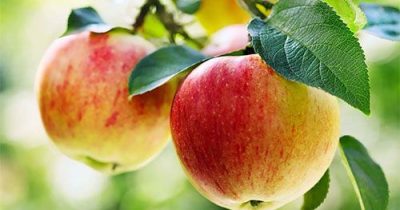 obuoliukai obuoliukai